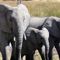 Elephants in Africa
