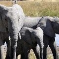Elephants in Africa